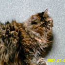 Plume - Chat domestique poil mi-long  - Femelle stérilisée
