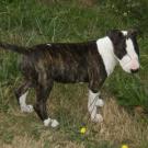 Eole - Bull Terrier (English Bull Terrier)  - Femelle
