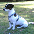 Aprilia - Jack Russell Terrier (Jack Russell d'Australie)  - Femelle