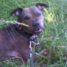Killa - American Staffordshire Terrier (Staffordshire Terr  - Femelle stérilisée
