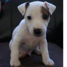 Caprice - Jack Russell Terrier (Jack Russell d'Australie)  - Mâle