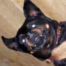 Lisa (décédée le 09/02/10) - Rottweiler  - Femelle