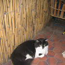 Nino - Chat domestique poil long  - Mâle castré