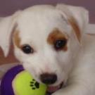 Rusty - Jack Russell Terrier (Jack Russell d'Australie)  - Mâle