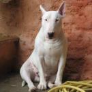 Brasco - Bull Terrier (English Bull Terrier)  - Mâle