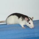 Flocon - Rat  - Femelle