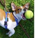 Vicky - Jack Russell Terrier (Jack Russell d'Australie)  - Mâle