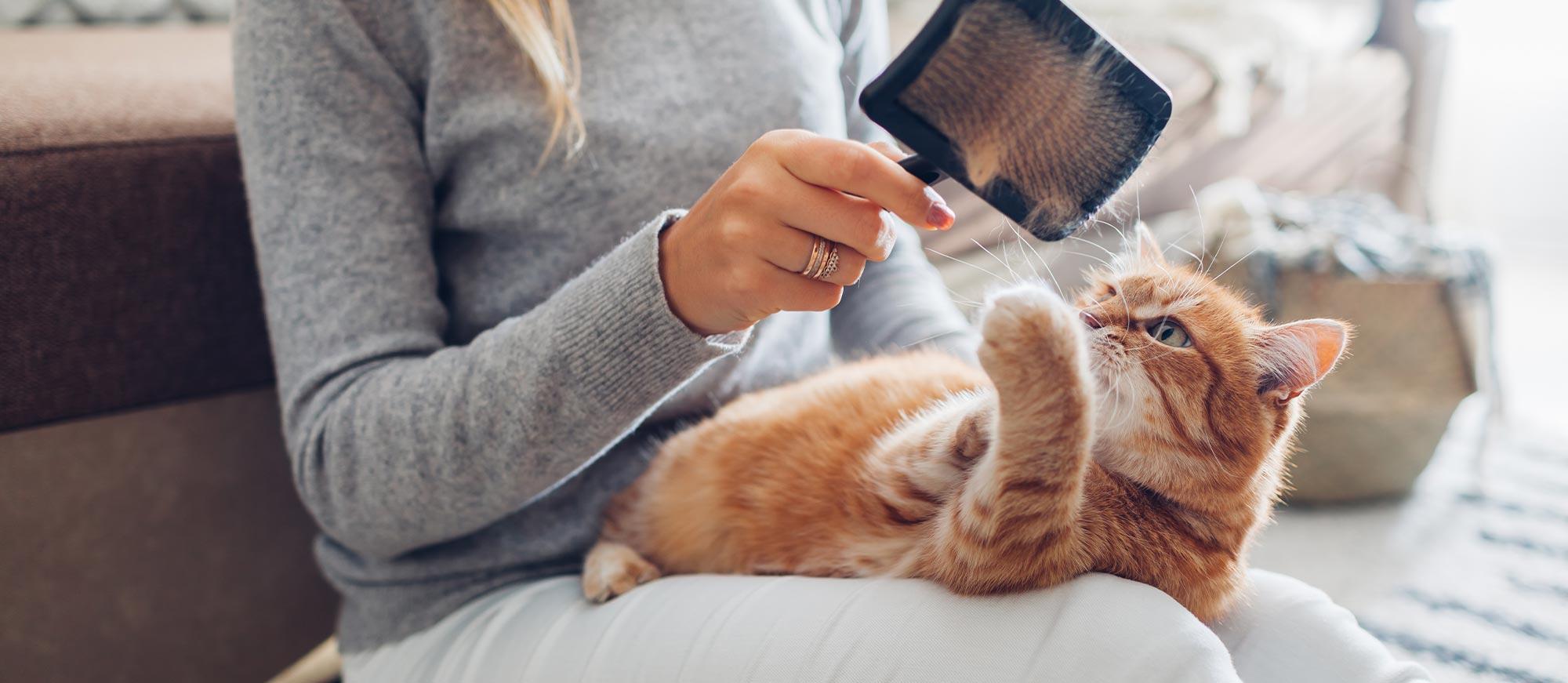 Hygiène du chat : soin des dents, yeux, oreilles. Lingettes