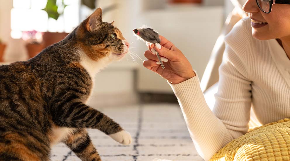 Capteurs d'activité pour chat : découvrez ses habitudes et assurez son bien-être