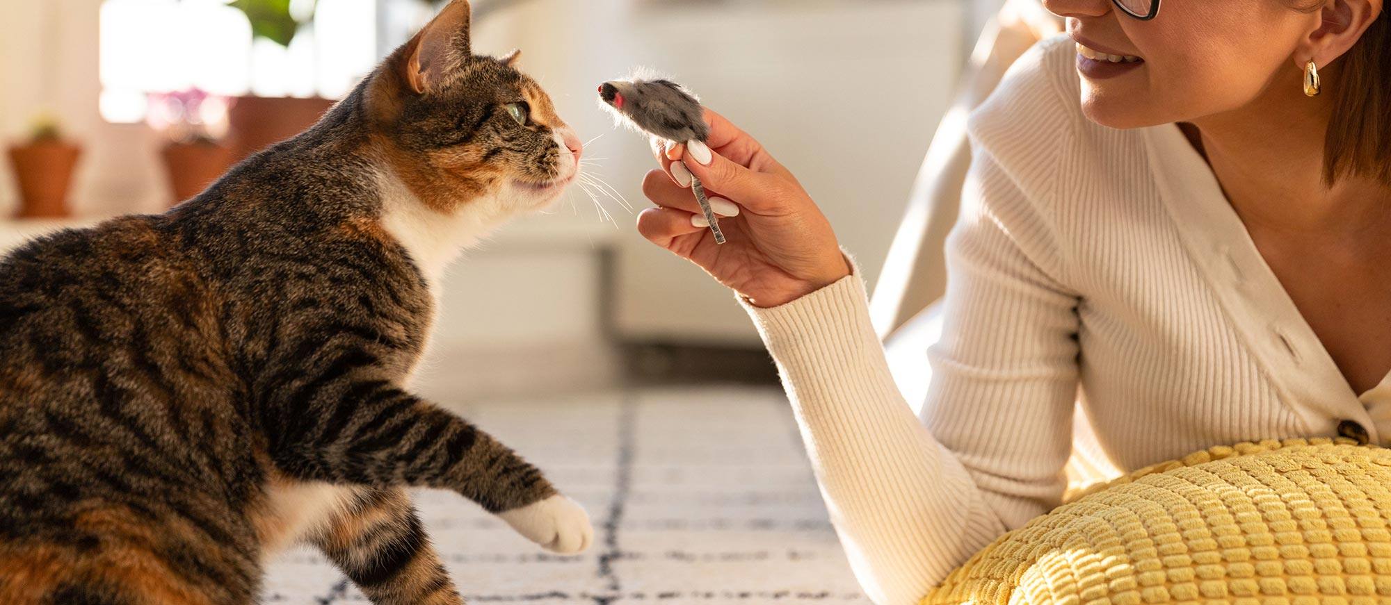 Shampooings, soins et brosses pour chaton : découvrez notre sélection