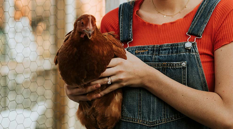 Bio et naturel pour poules