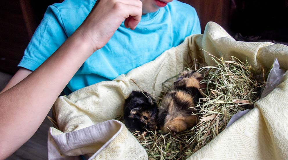 Clapiers pour lapin et cobaye : aménagez-lui un espace tout confort
