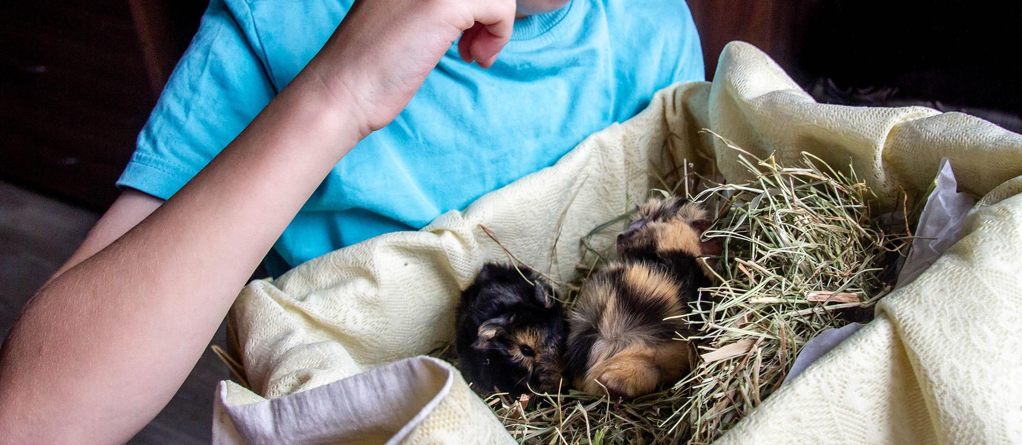 Cages pour lapin et rongeur : aménagez-lui un espace tout confort
