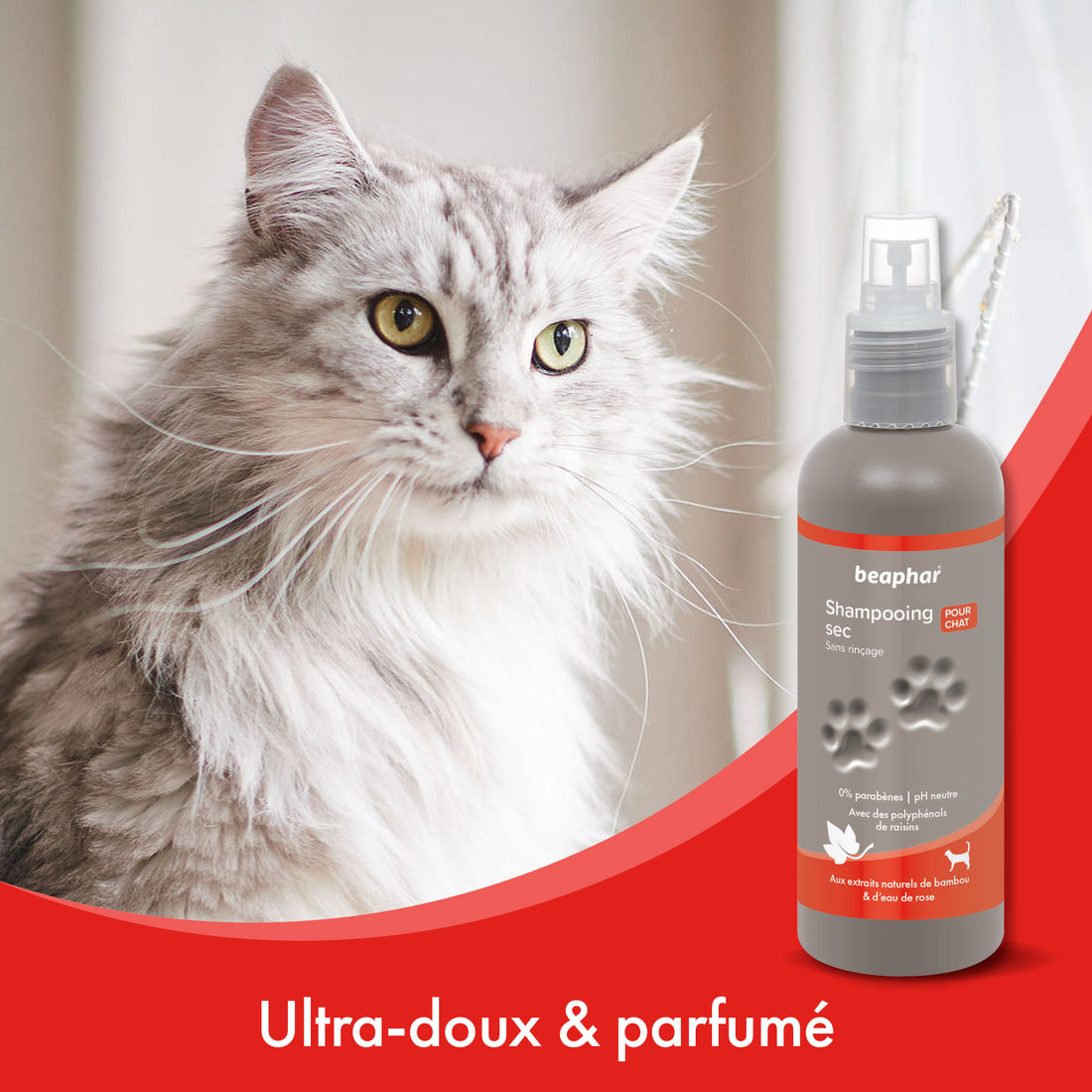 Shampooing sec pour chat