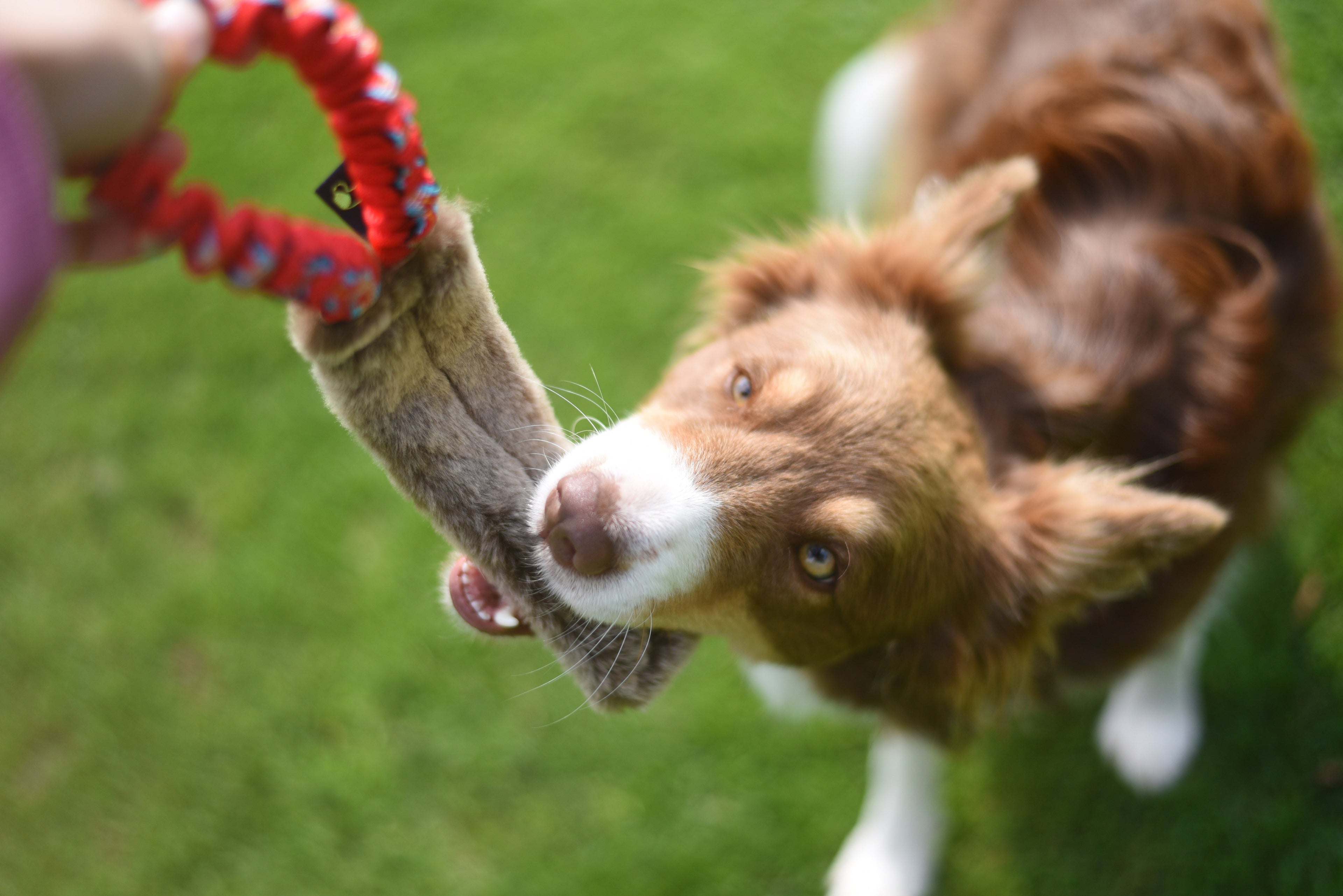 JOUET OVEJA FOURRURE ELASTIQUE