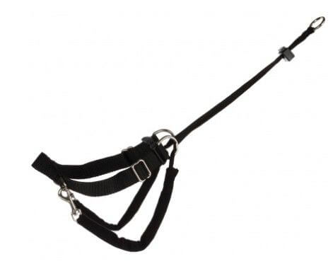 HARNAIS DRESSAGE LEAD AND WALK