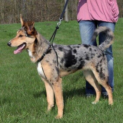 HARNAIS DRESSAGE LEAD AND WALK