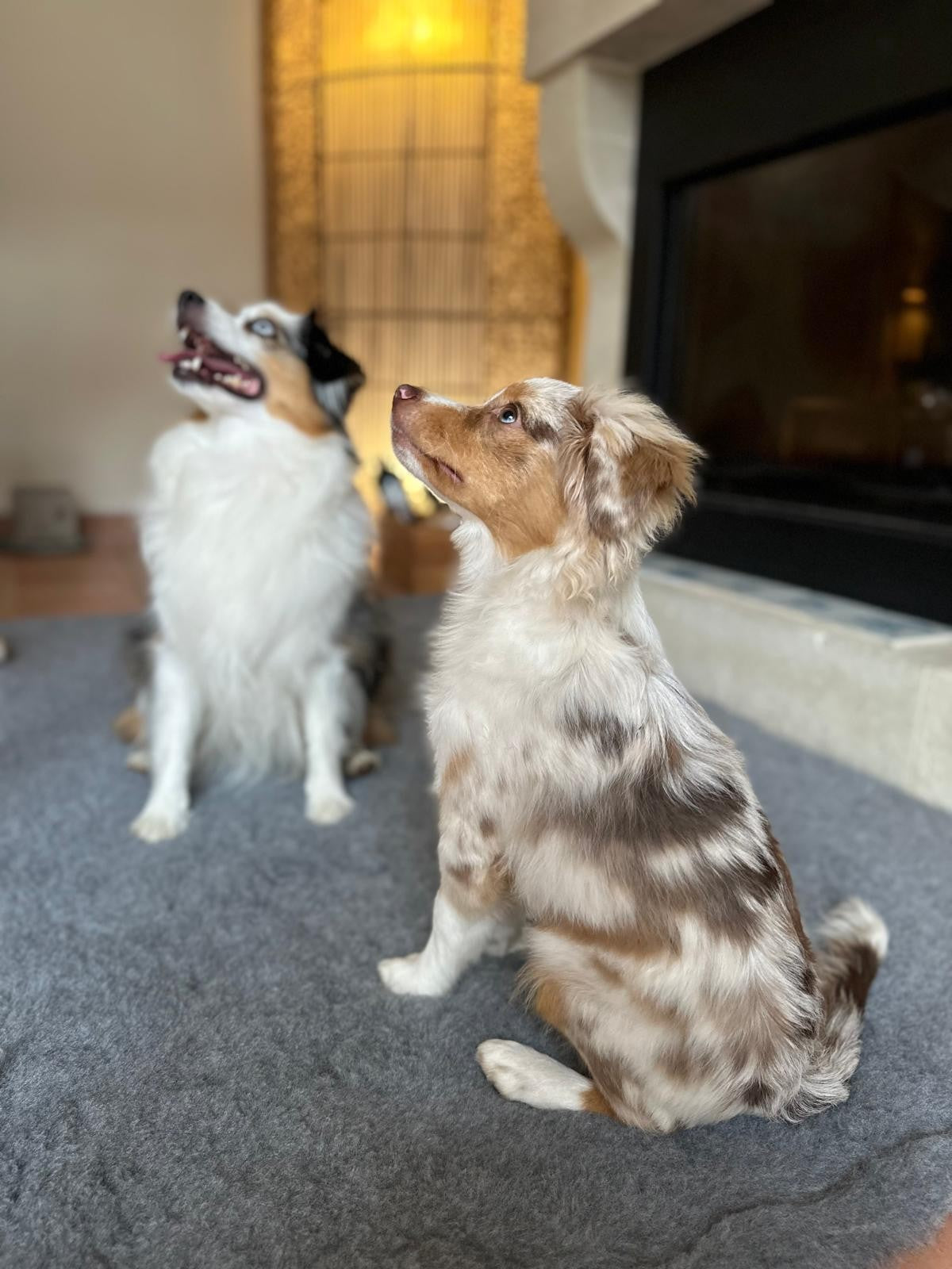 Tapis type Vetbed Petbed