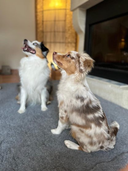 Tapis type Vetbed Petbed