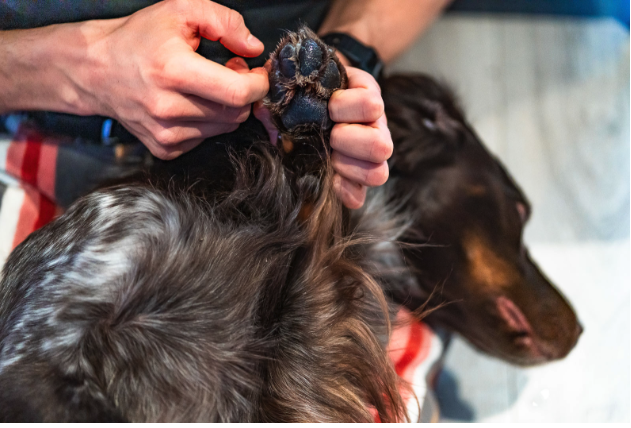 Non Stop Pommade pour pattes et coussinets 50g