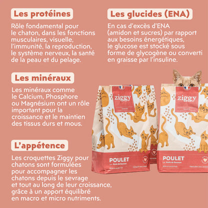 Ziggy Chaton - Poulet