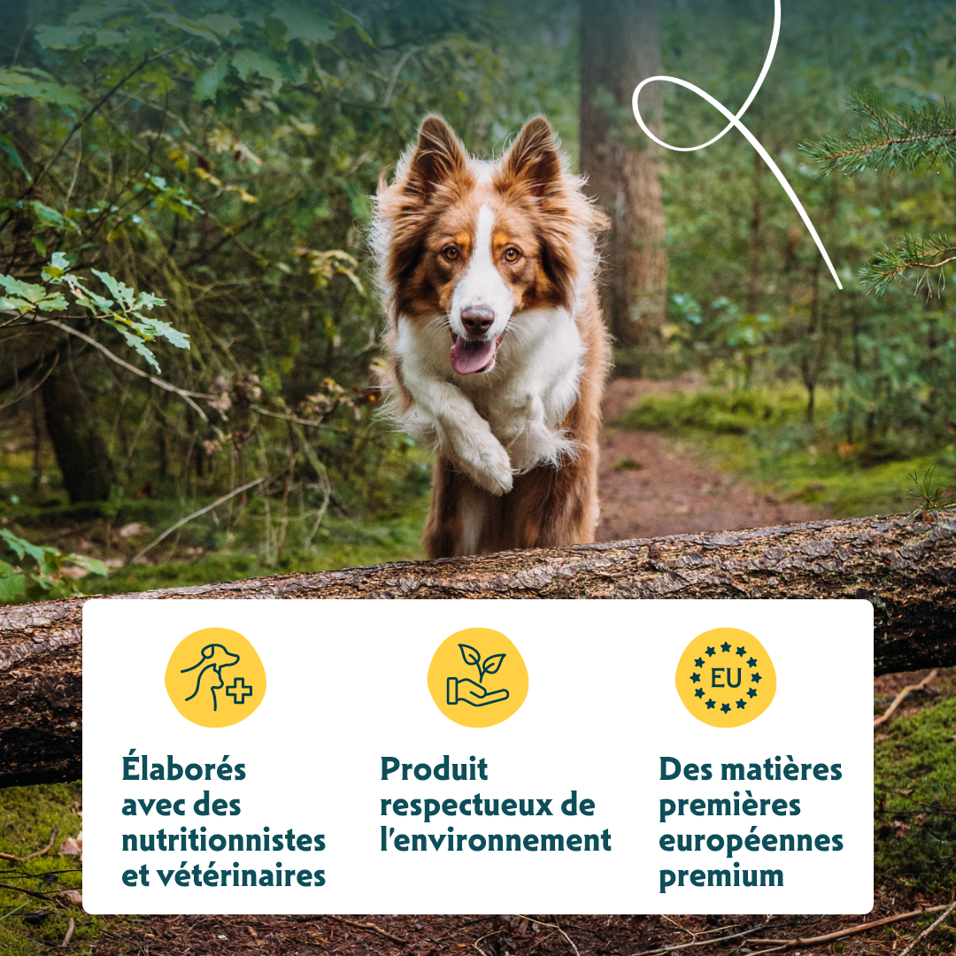 Yarrah croquettes bio chien