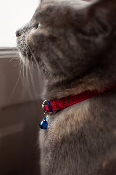Collier Réfléchissant rouge - Chat