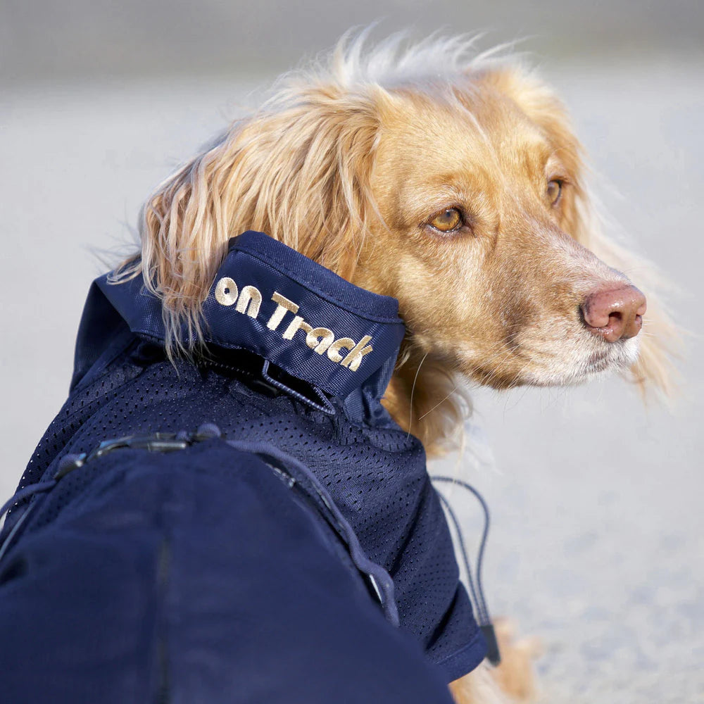 BOT MANTEAU FILET BLEU POUR CHIEN