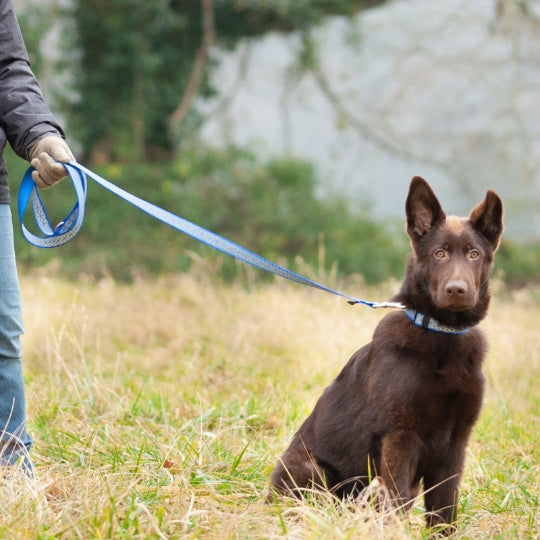 Laisse motif réfléchissante bleue 1.8 m - Chien