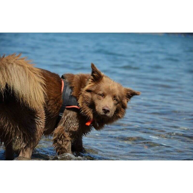 ANIMALIN MULTI HARNAIS