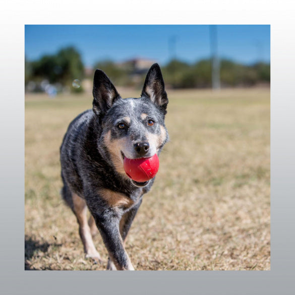 Balle rebondissante pour chien