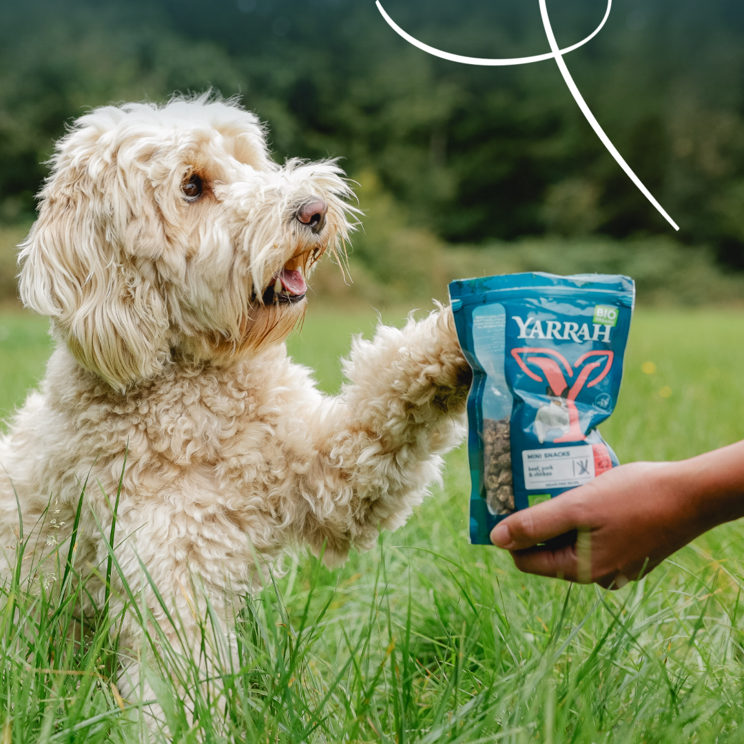 Yarrah mini snacks bio pour chien
