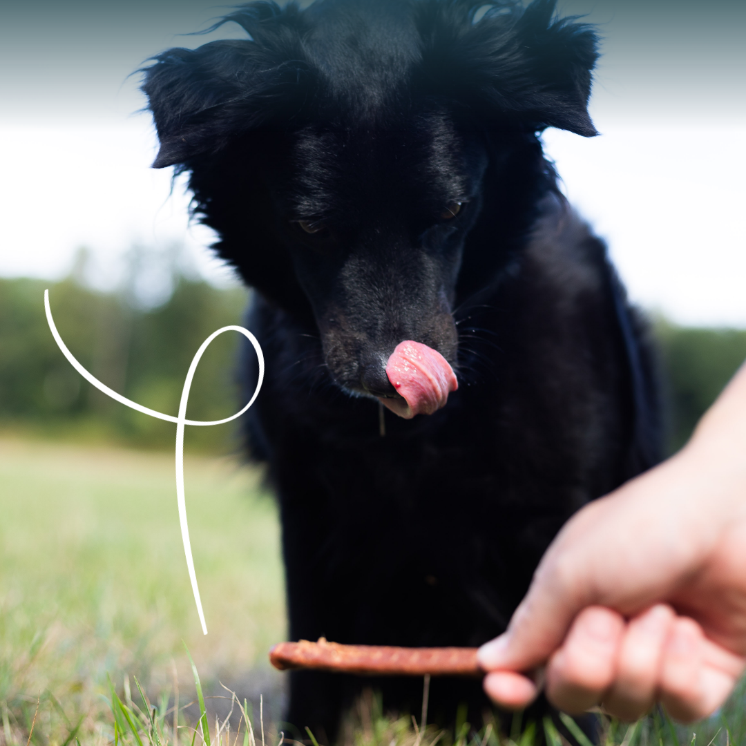 Yarrah sticks à mâcher bio pour chien