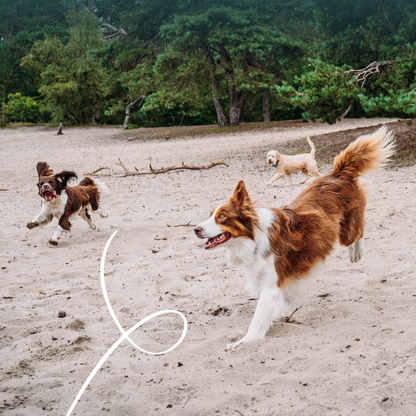 Yarrah biscuits bio végétarien pour petit chien