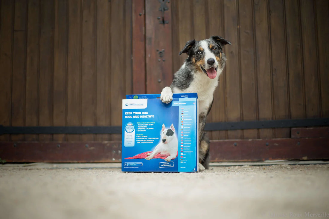 Aqua Coolkeeper Tapis rafraichissant pour chien