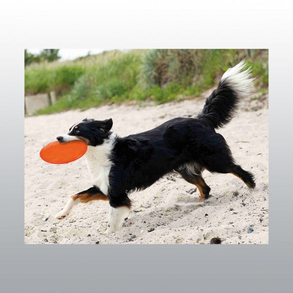 Disc flottant pour chien