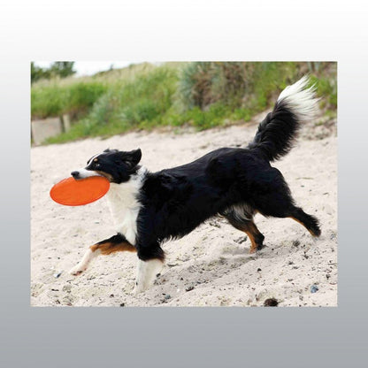 Disc flottant pour chien