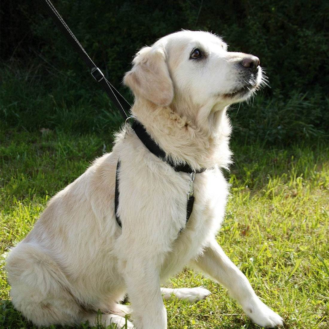 Harnais Maxi Leader chien
