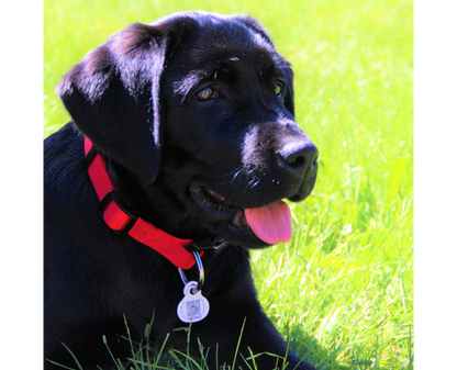 Médaille Petlink