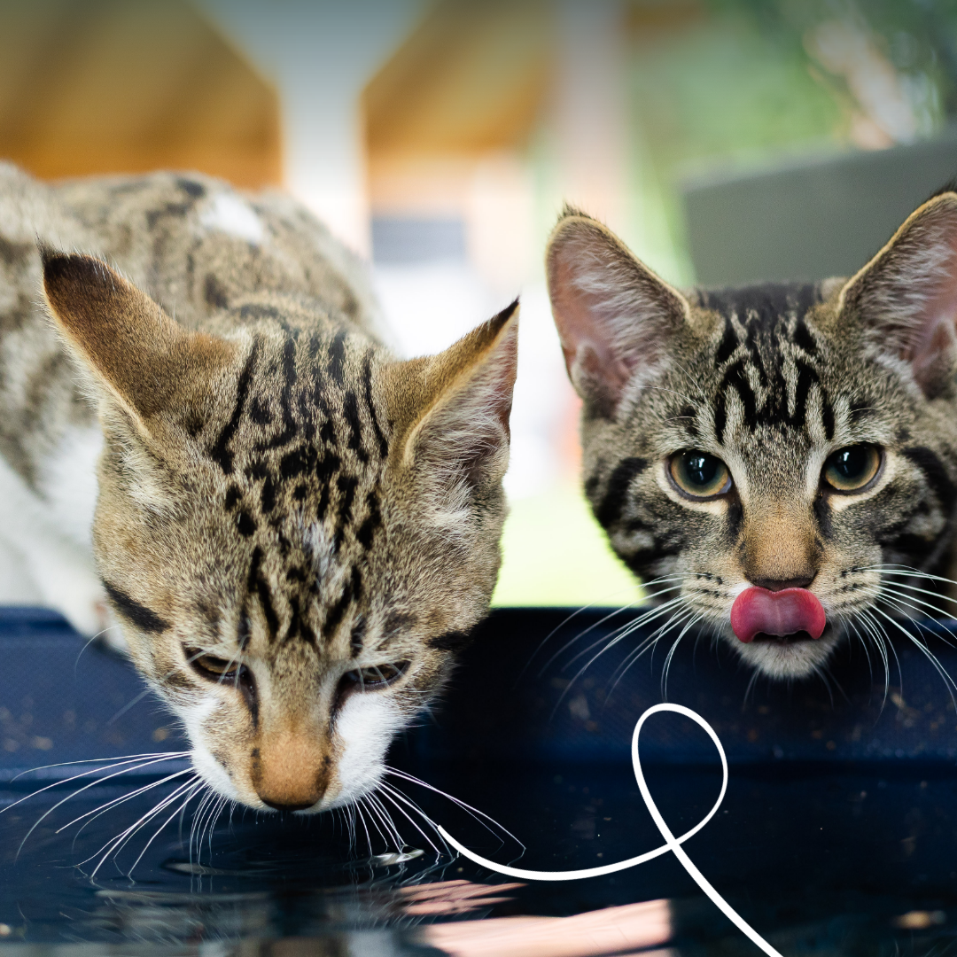 Yarrah filets bio en sauce - Lot 14 x 85 g