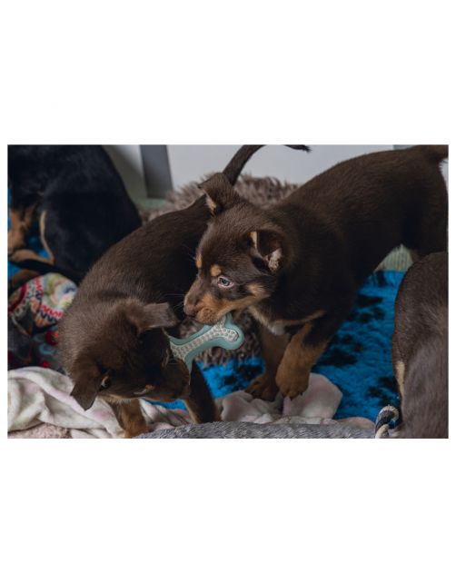 Jouet os à mâcher Beeztees Vert