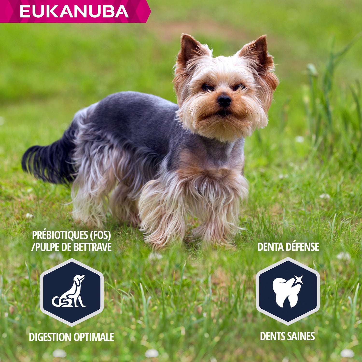 Jack Russell Sydney Silky Terriers Eukanuba Adult Eukanuba