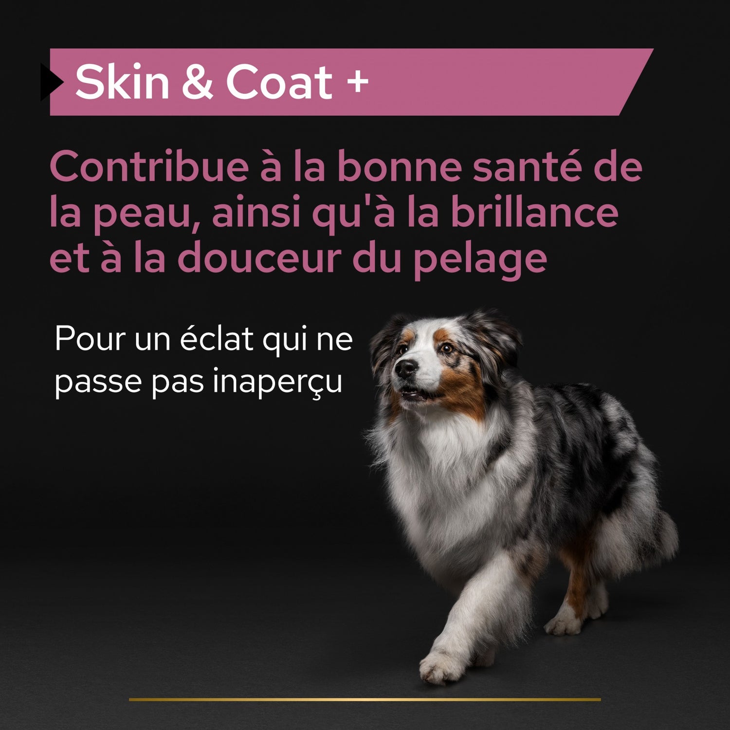 PRO PLAN® Skin &amp; Coat+ en huile - Aliment complémentaire pour chien