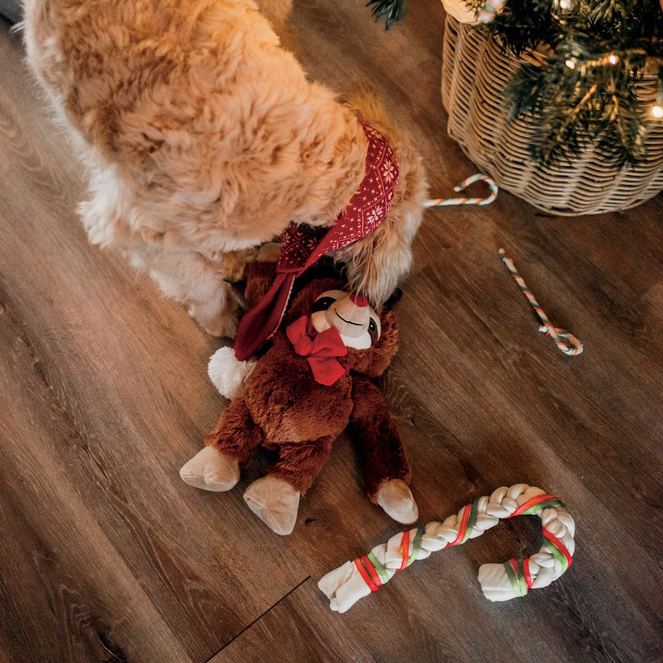Canne de Noël