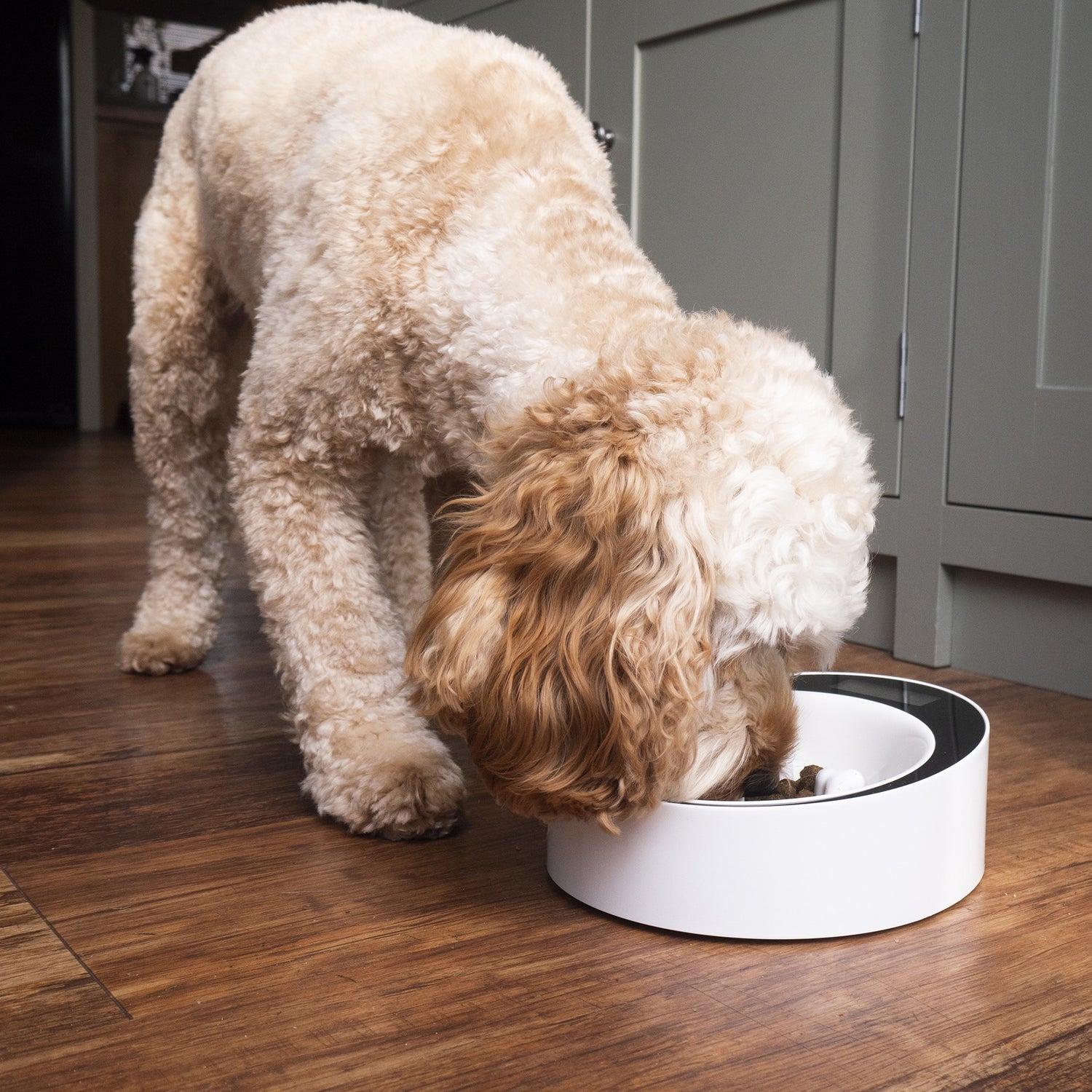 Gamelle balance anti-glouton Easy Weigh