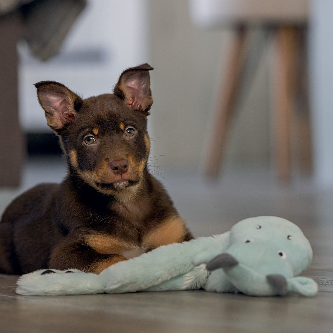 Peluche Dragon chiot