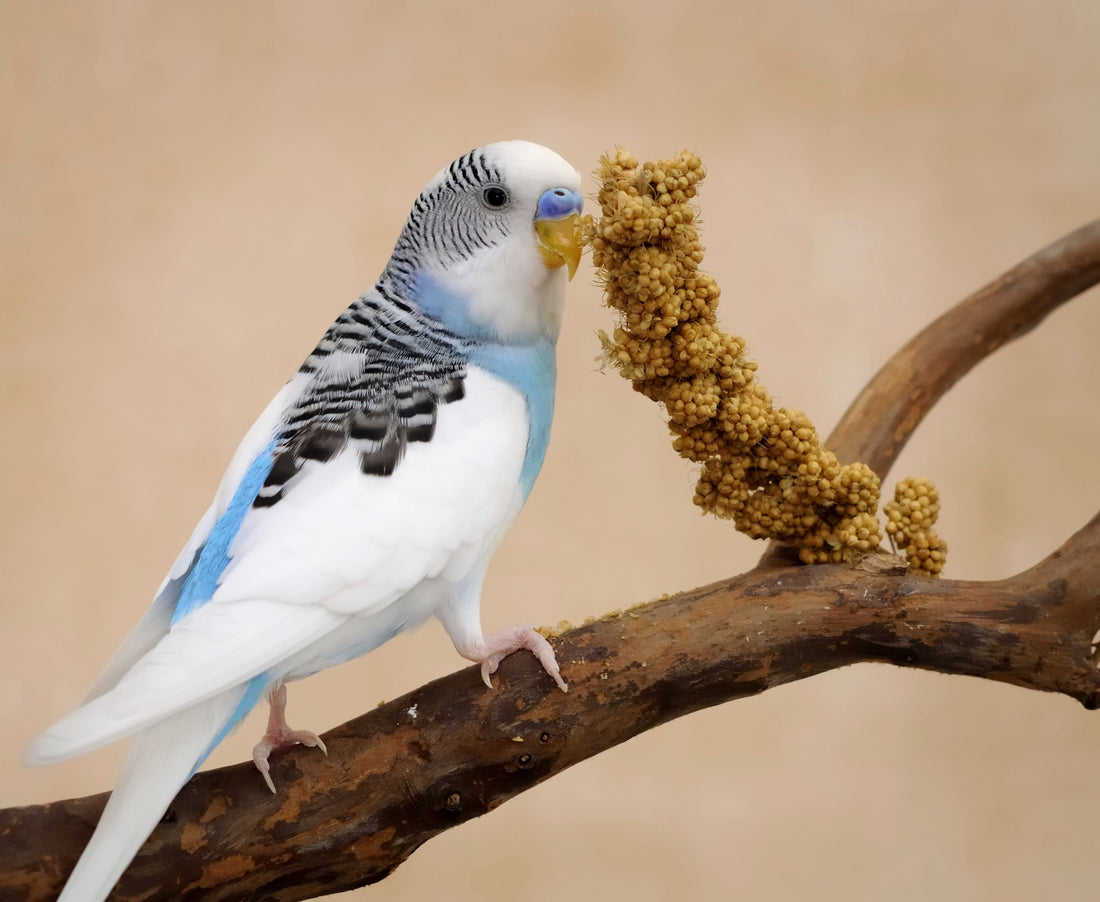 Millet en grappes Prestige Gold