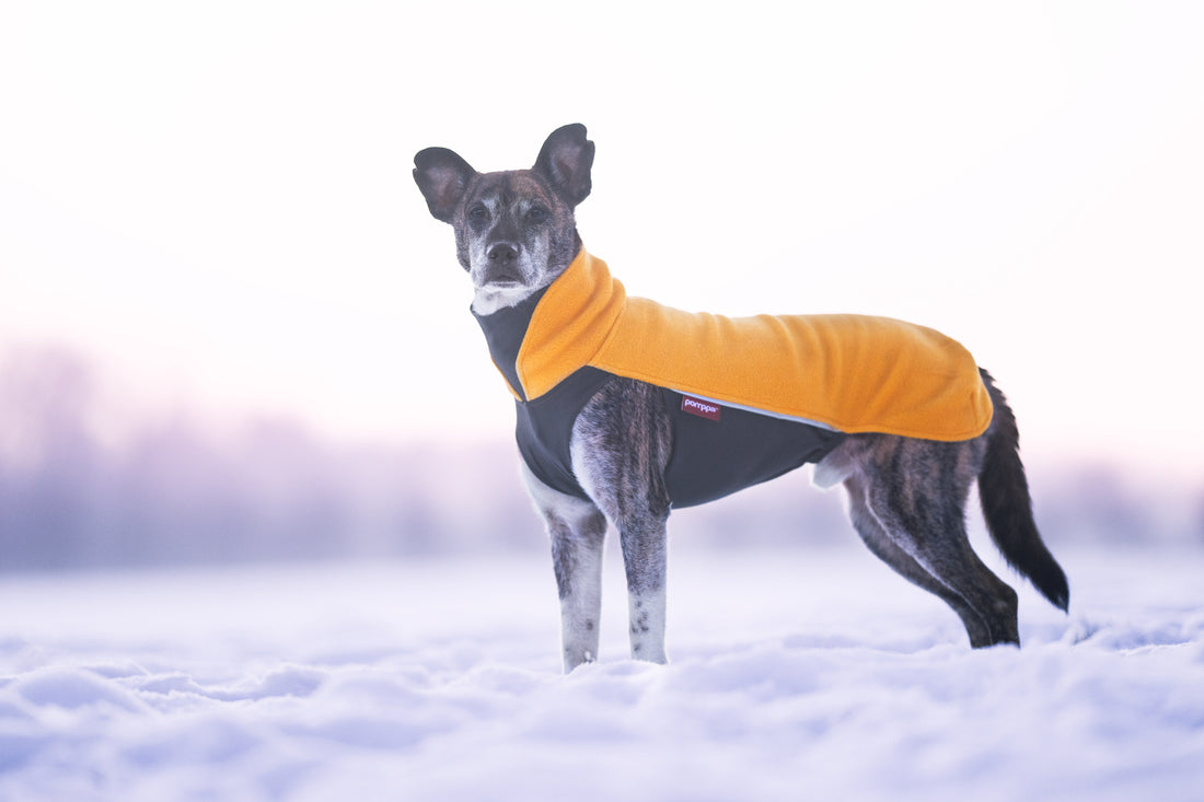 Pomppa Jumppa manteau polaire pour chien Curry