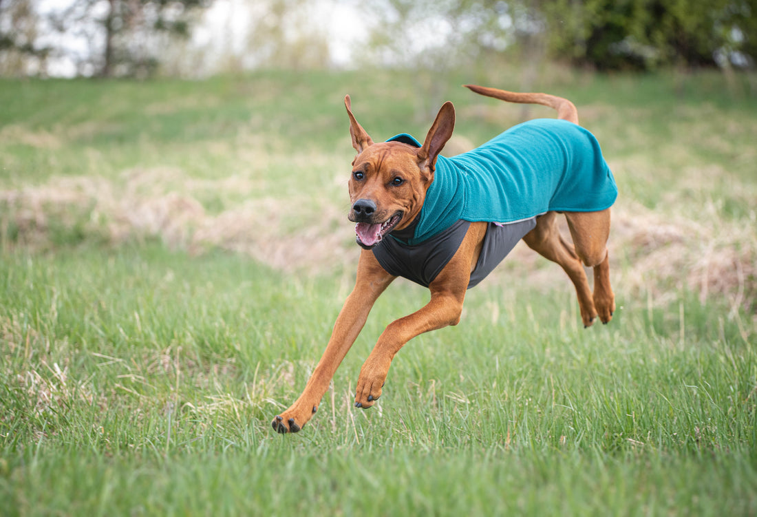 Pomppa Jumppa manteau polaire pour chien Forest