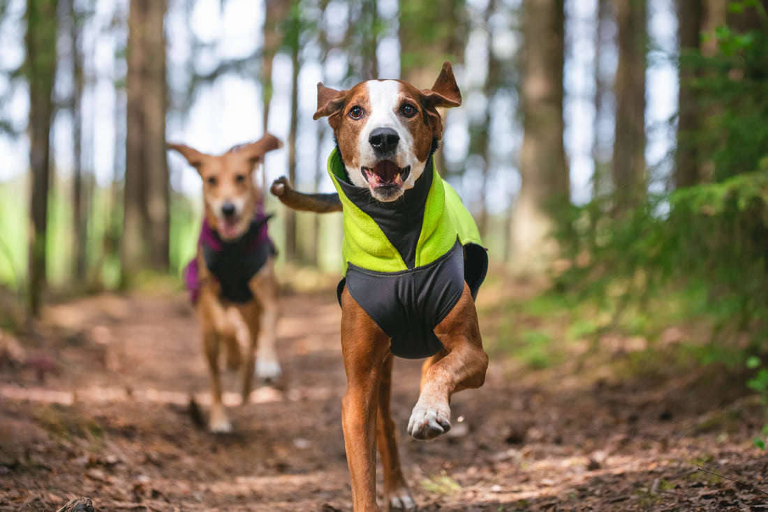 Pomppa Jumppa manteau polaire pour chien Lime